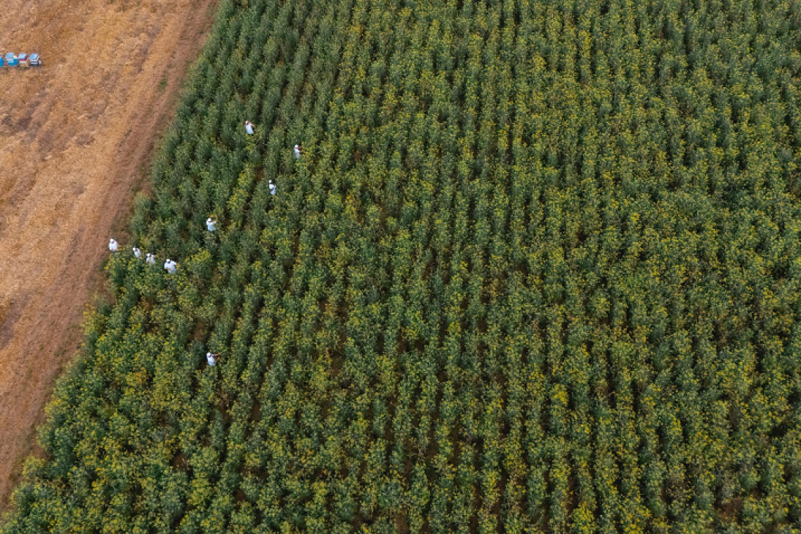 Oasi della Finocchiona IGP: il nuovo progetto per la tutela della biodiversità toscana del Consorzio 