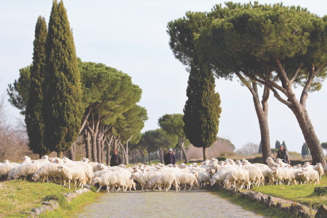 Abbacchio Romano IGP: la battaglia contro il low cost e le importazioni senza garanzie