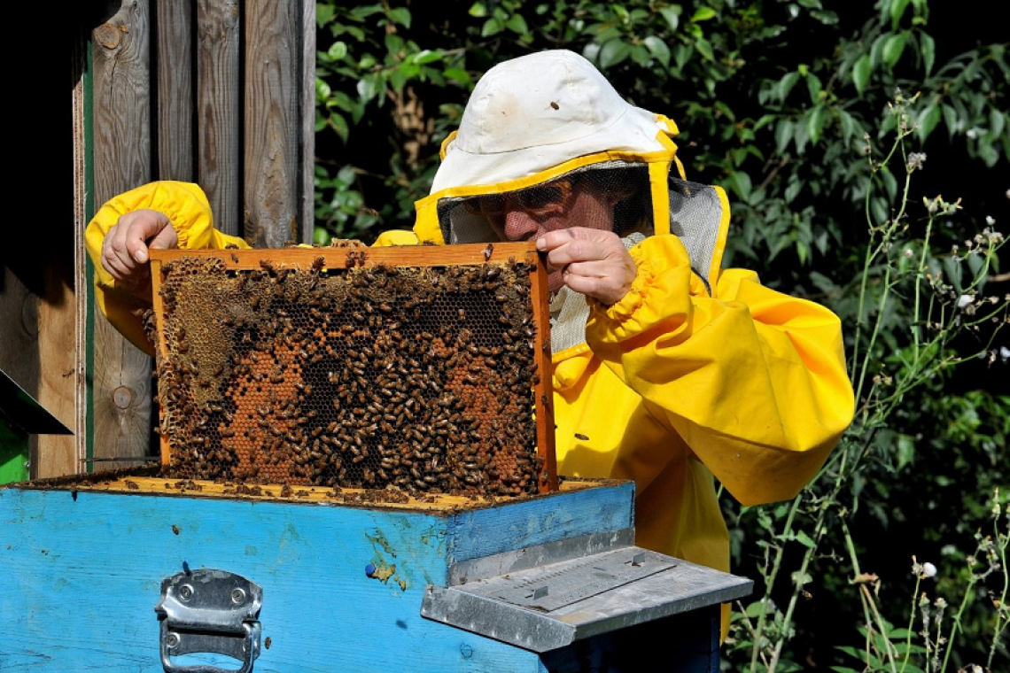 Domenica 25 maggio al Bioparco una giornata a tema api e altri insetti