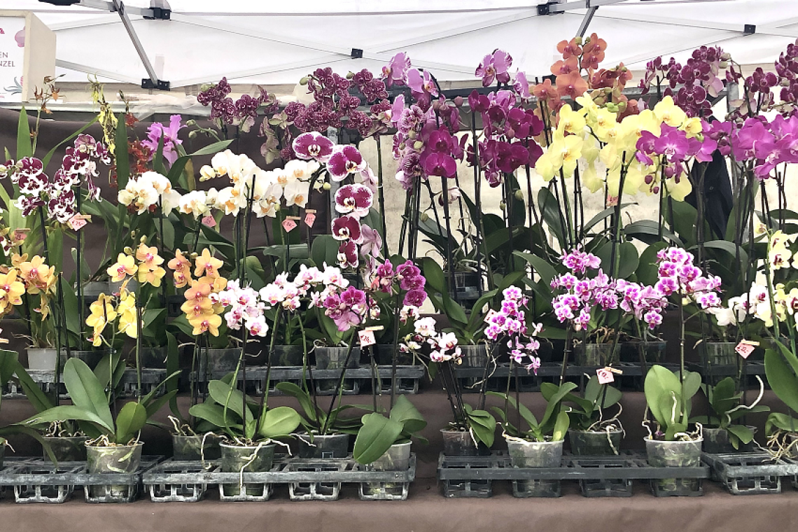 Ortidea 2025: il mondo delle orchidee in mostra all’orto botanico di Roma