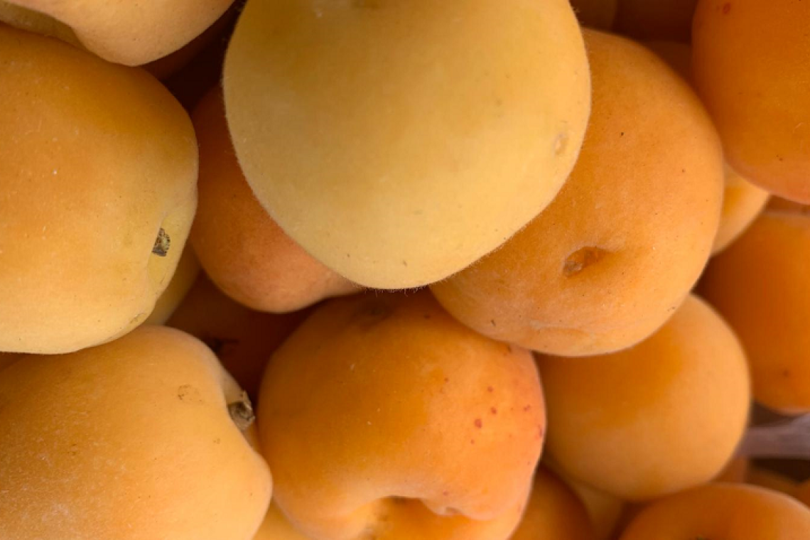 Le Albicocche: vere alleate della pelle