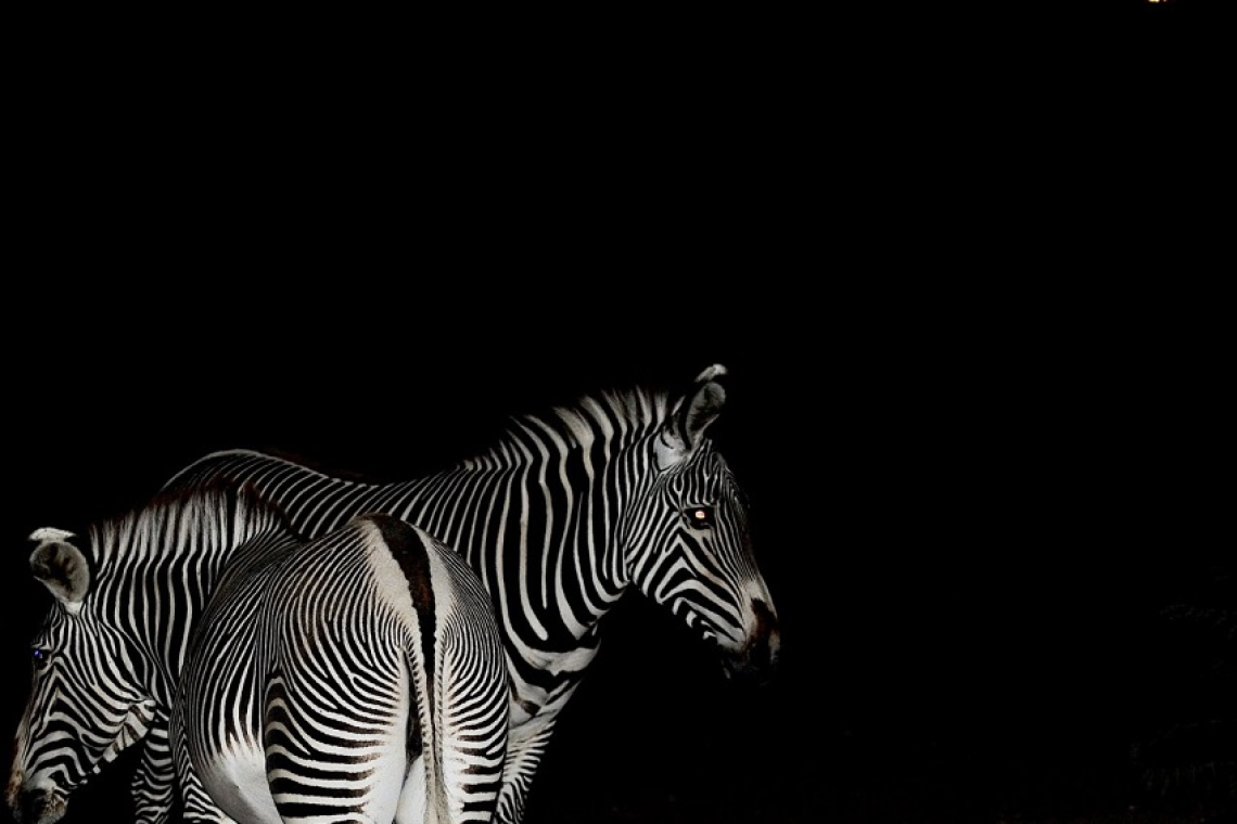 Al Bioparco di Roma i Safari Night, le viste notturne dell'estate - Tutti i venerdì a partire dalle ore 21.00