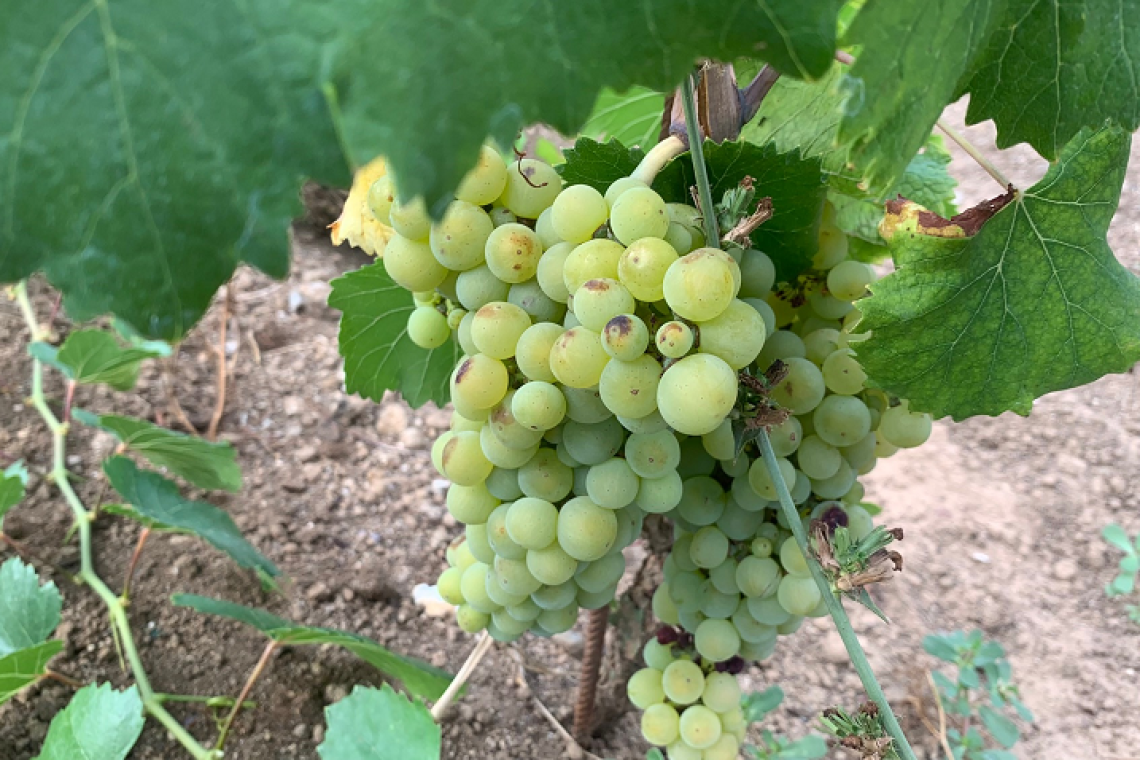 L’uva, scopriamo insieme le proprietà curative e i benefici