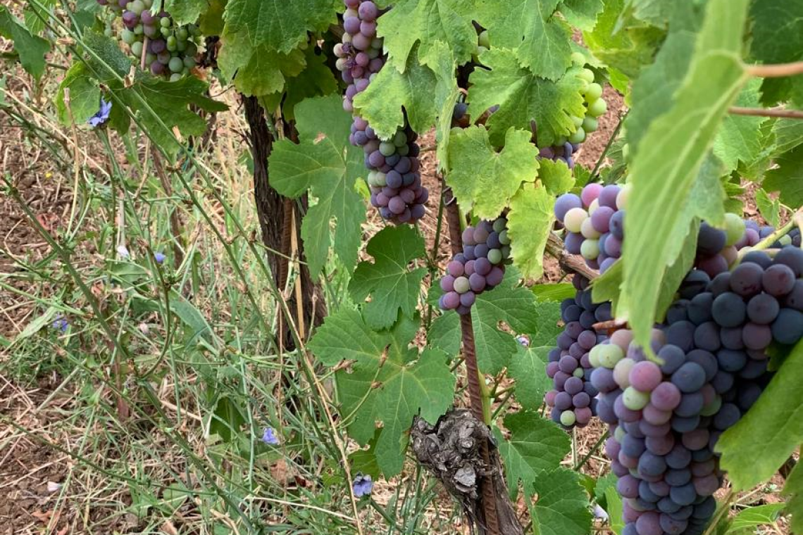 Roma celebra la vendemmia: il 14 settembre all’Orto Botanico torna la Vendemmiata Romana 2025