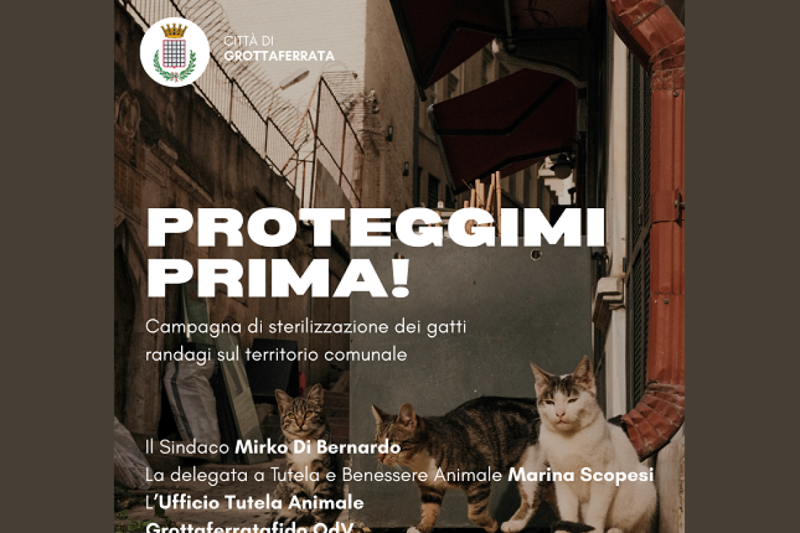 Grottaferrata al via la campagna di sterilizzazione dei gatti randagi sul territorio comunale