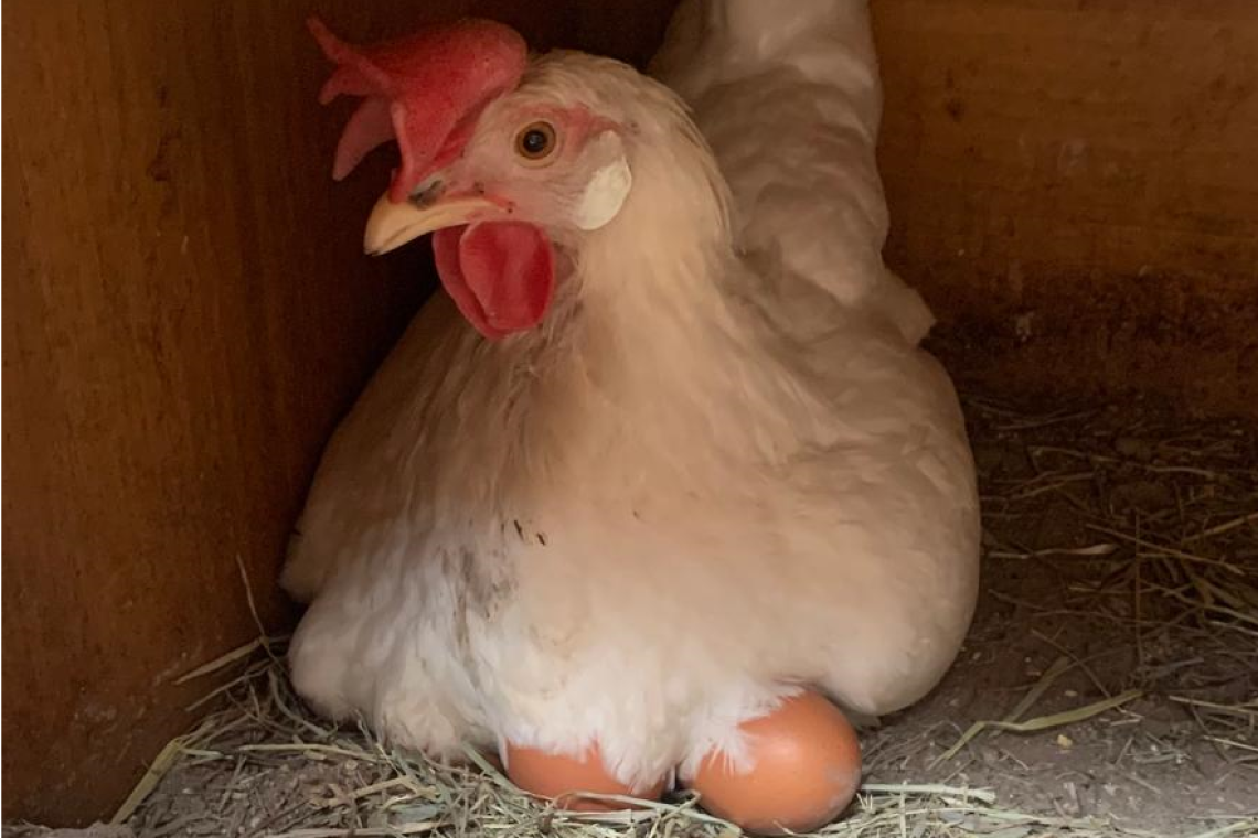 I benefici dell'uovo per la salute e per le tasche degli italiani