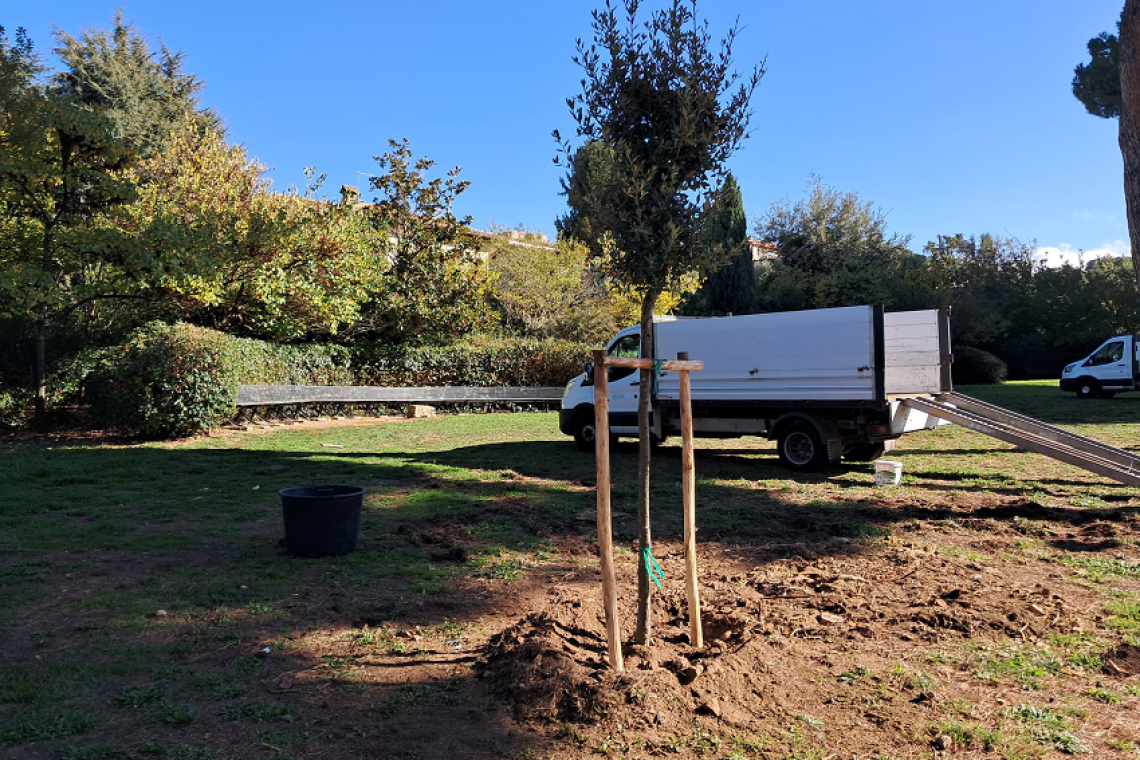 Grottaferrata - Avviata la piantumazione di 120 nuovi alberi in città
