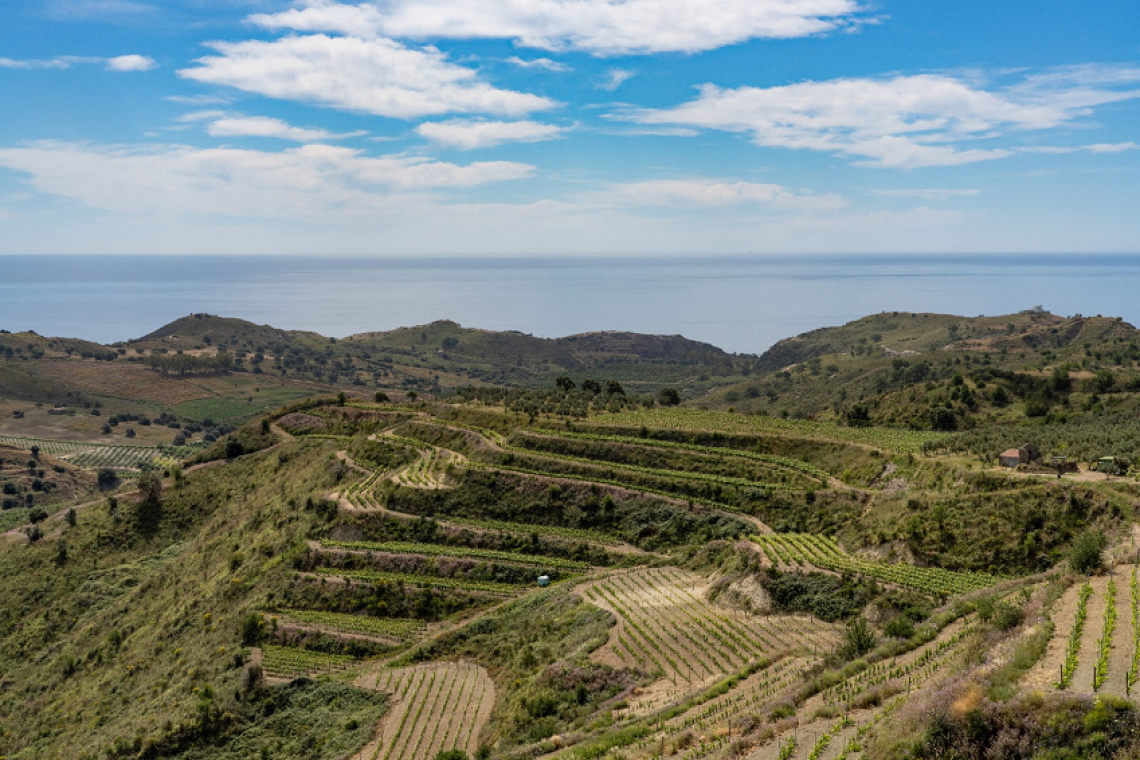 Il vino calabrese protagonista a Roma: presentato il nuovo percorso di promozione 2026