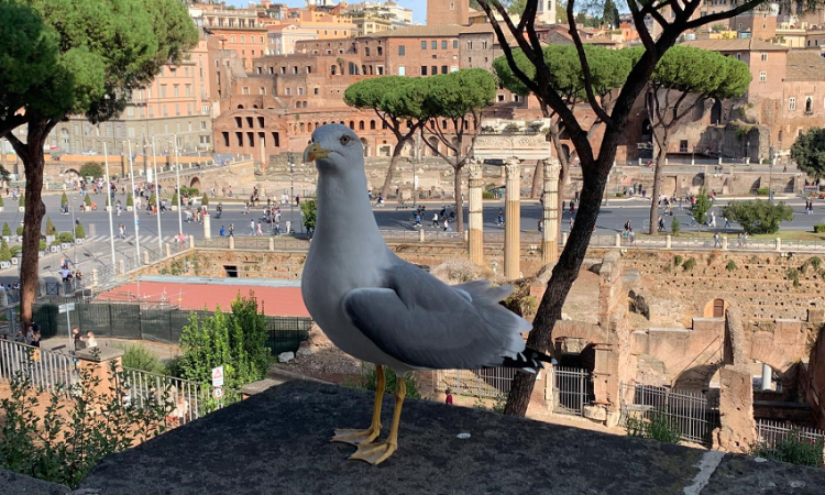 Sovrintendenza Capitolina ai Beni Culturali - Appuntamenti dal 5 all'11 dicembre 2025