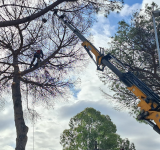 Tutela del verde a Testa di Lepre: interventi di ARSIAL contro la toumeyella