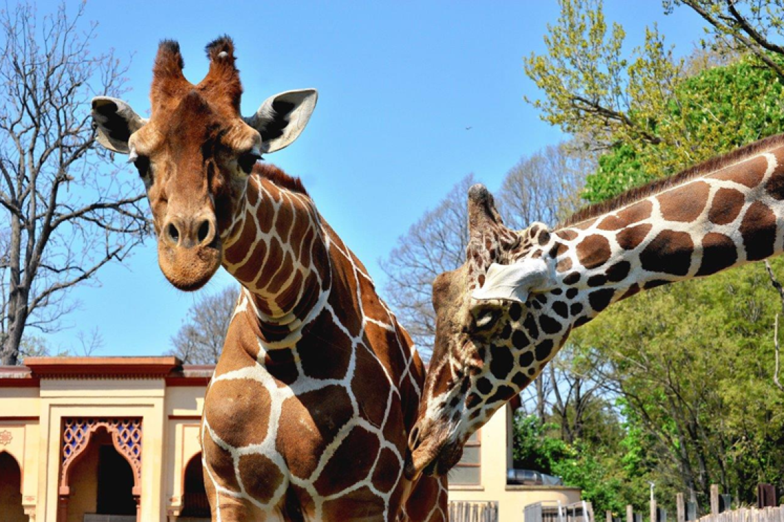  Domenica 15 febbraio Darwin day e Carnevale al Bioparco