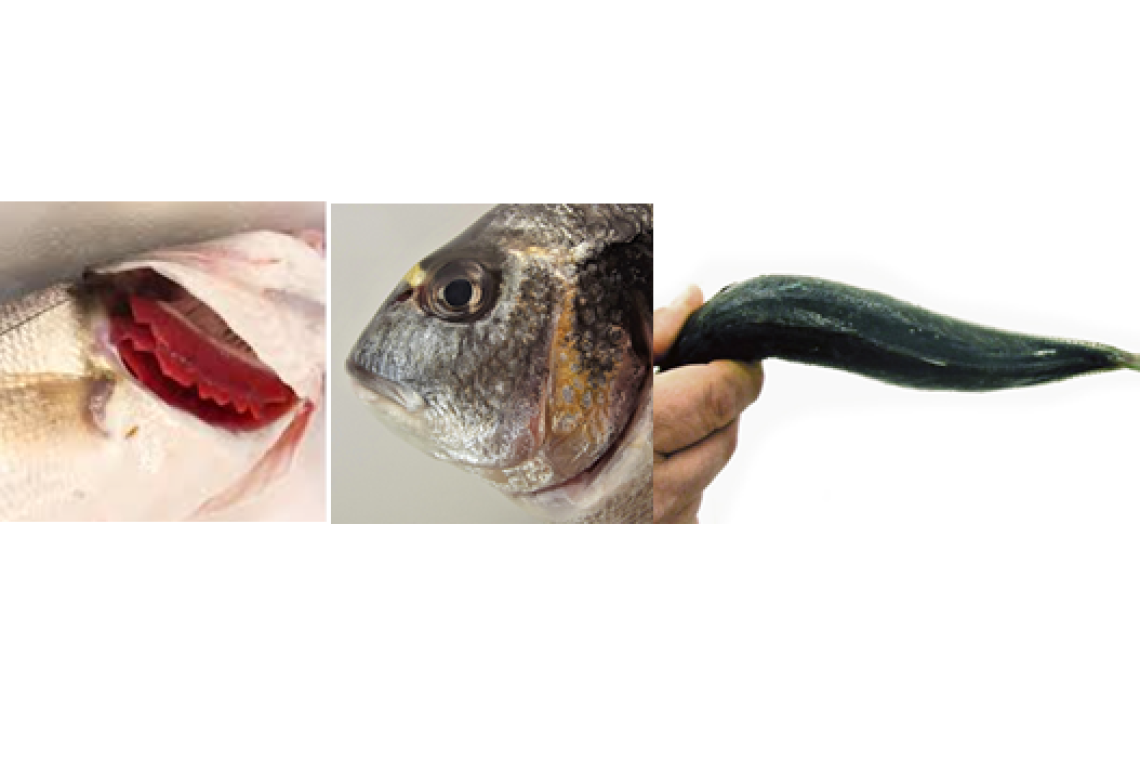 La Capitaneria di Porto di Roma al lavoro per la tutela dei consumatori.   