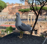 Pasqua nei musei 2026 - Dal 1° al 6 aprile aperture straordinarie, visite guidate, laboratori e attività didattiche gratuite